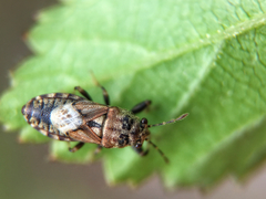 Phlegyas abbreviatus