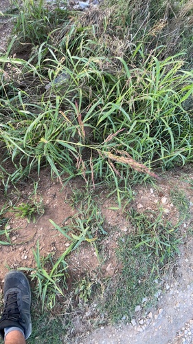 Johnson grass
