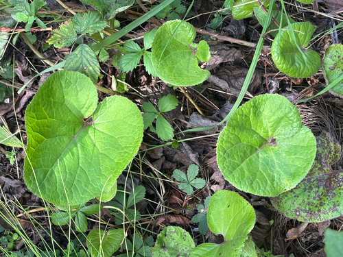 Petasites pyrenaicus, photograph 4