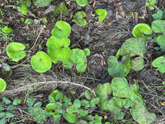 Petasites pyrenaicus, photograph (c) Jose Gutierrez Higa, some rights reserved (CC BY)