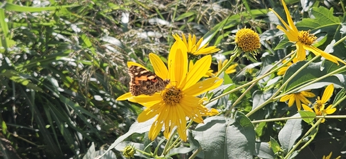 Painted Lady