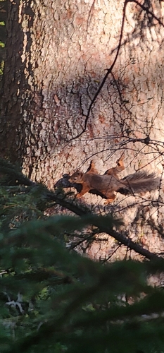Eurasian Red Squirrel