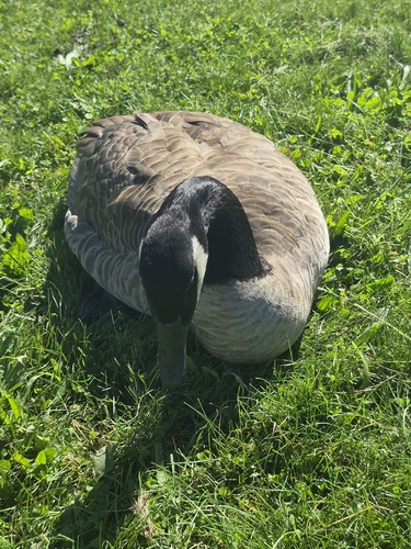 Canada Goose