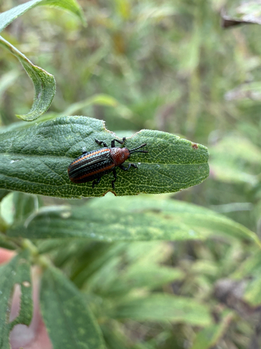 Goldenrod Leafminer