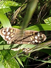 Pararge aegeria