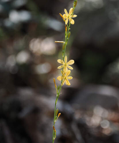 Echeandia flavescens, photograph 3