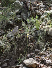 Echeandia flavescens, photograph (c) Wendy McCrady, some rights reserved (CC BY)