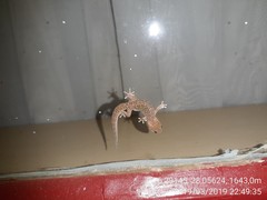 Pachydactylus affinis