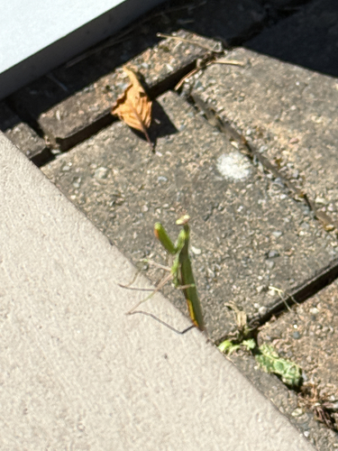 European Mantis