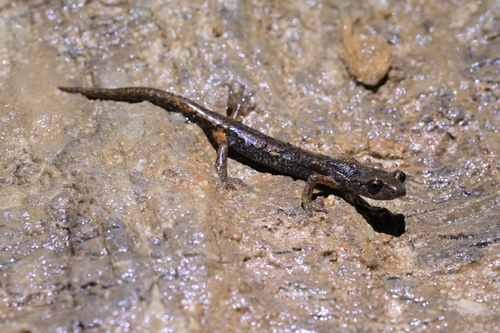 Ambrosi's Cave Salamander, La Spezia, Liguria, IT, photo 8 of 10