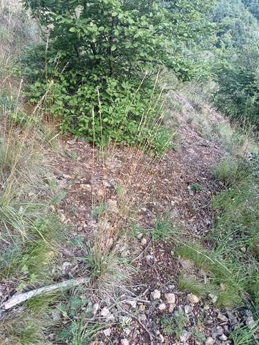Bromus erectus, photograph 1