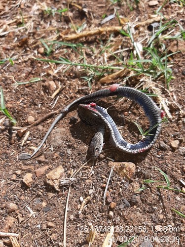 Common Rinkhals