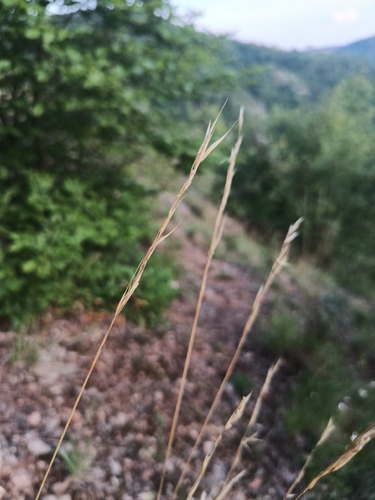Bromus erectus, photograph 2