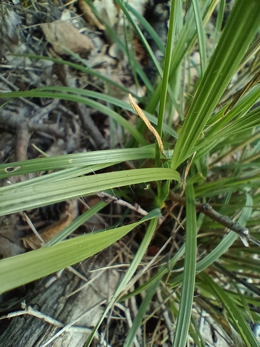 Bromus erectus, photograph 3