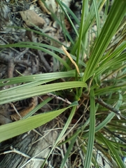 Bromus erectus, photograph (c) Vladimír Fuka, some rights reserved (CC BY)