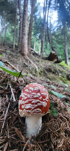 Fly Agaric