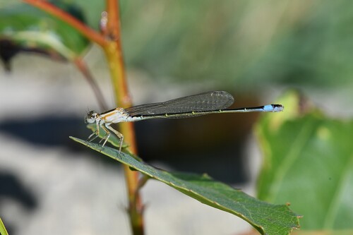 Blue-tailed Damselfly