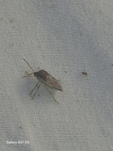Gorse Shield Bug