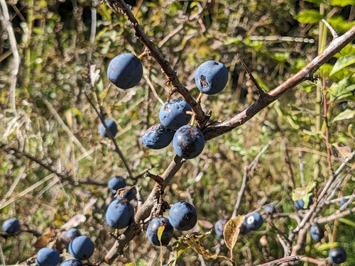 Blackthorn