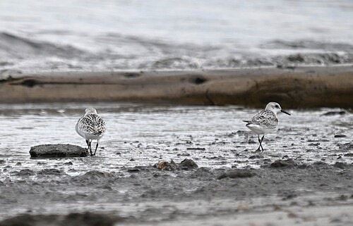 Sanderling