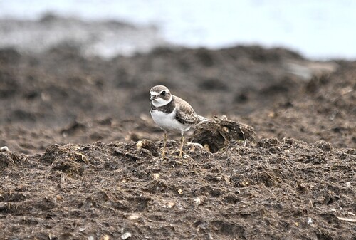 Semipalmated Plover