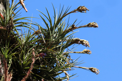 Tillandsia aeranthos