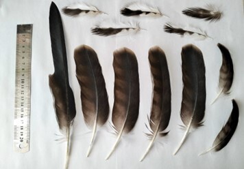 Plume de Aigle botté
