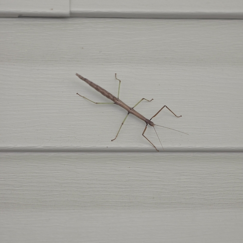 Northern Walkingstick