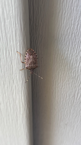 Brown Marmorated Stink Bug