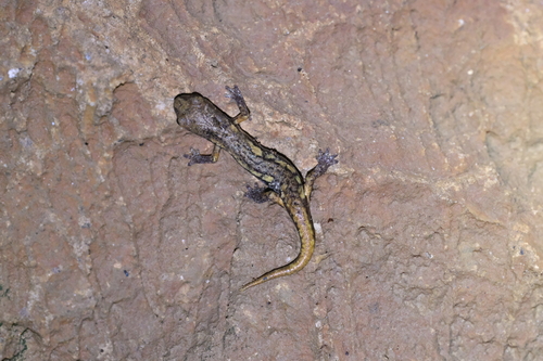 Ambrosi's Cave Salamander, La Spezia, Liguria, IT, photo 9 of 10