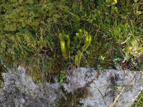 northern firmoss