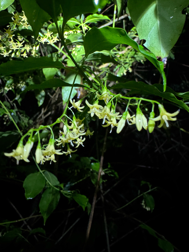 Chiococca alba