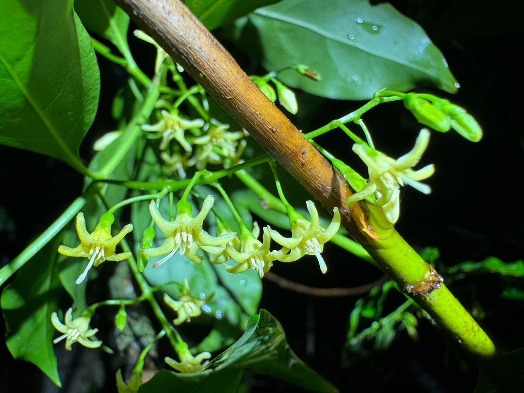 Chiococca alba; photograph (c) Matteo Bellucci, some rights reserved (CC BY)