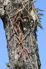 Lepismium cruciforme