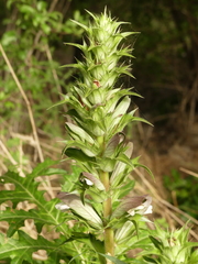 Acanthus spinosus