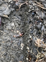 Platydracus cinnamopterus