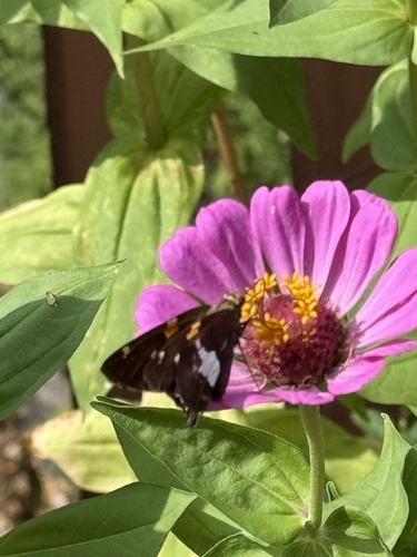 Silver-spotted Skipper