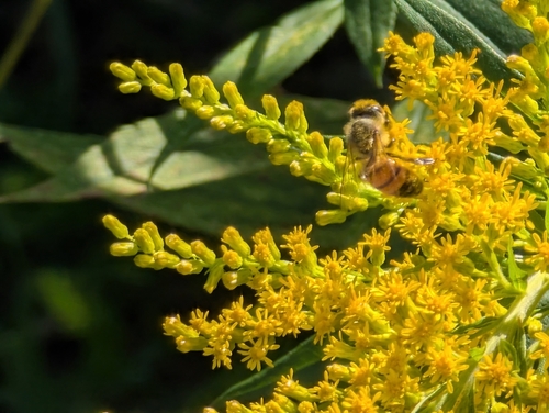 Western Honey Bee
