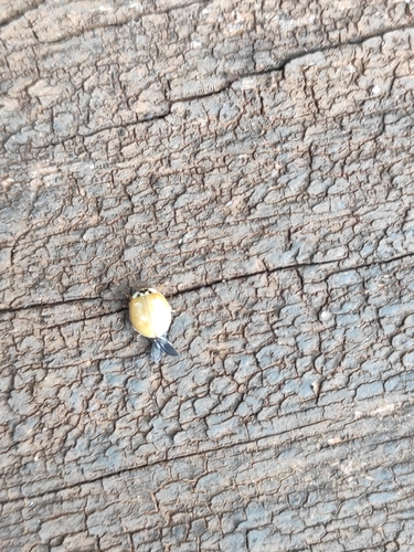 Asian Lady Beetle