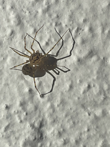 Common Spitting Spider