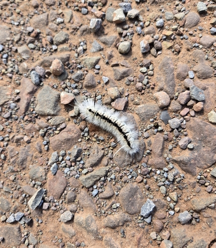 Hickory Tussock Moth