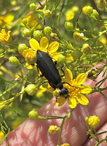 Black Blister Beetle