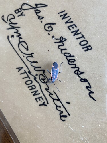 Eastern Boxelder Bug