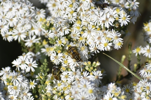 Broad-headed Marsh Fly