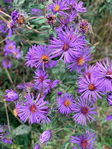 New England aster