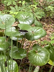 Farfugium japonicum