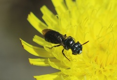 Ceratina cyanea