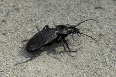 Carabus aeruginosus