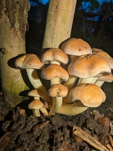 Sulphur Tuft