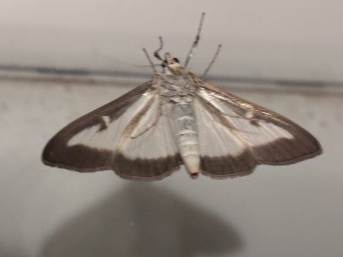 Box Tree Moth